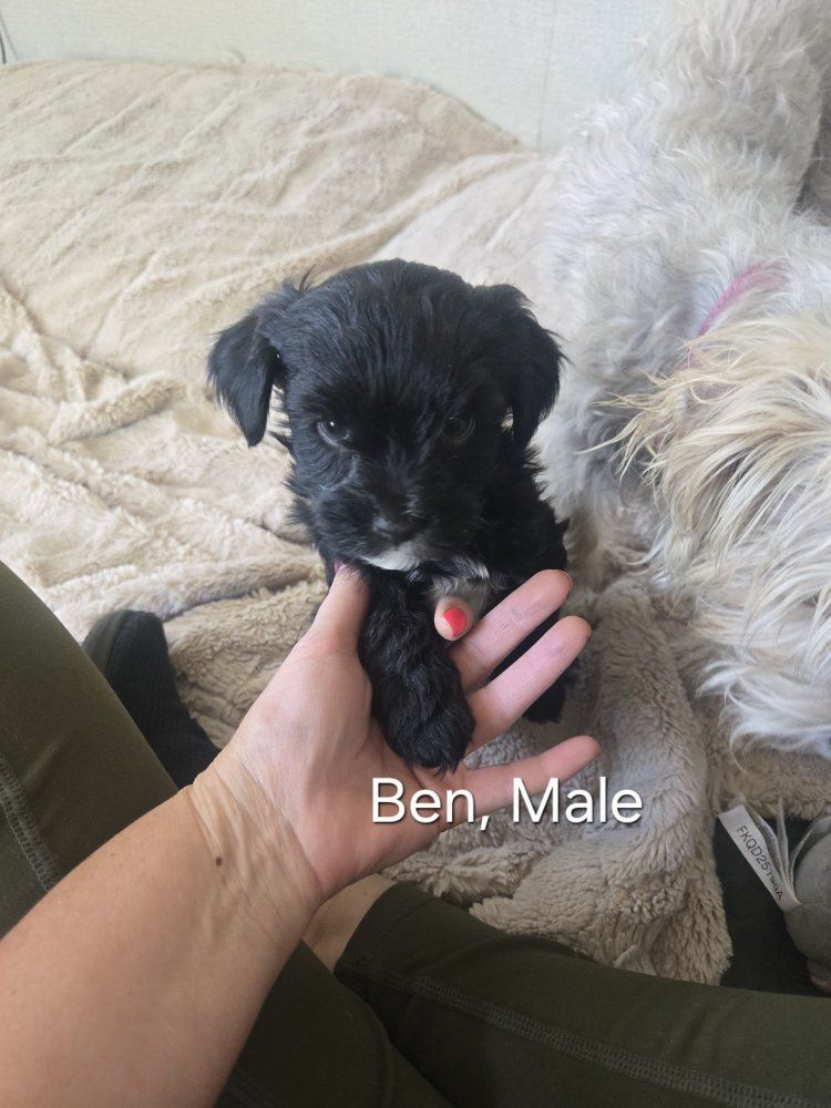 Yorkiepoo Puppies
