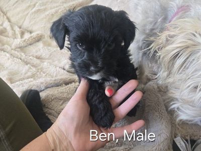Yorkiepoo Puppies