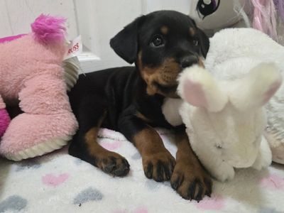 Rottweiler puppy