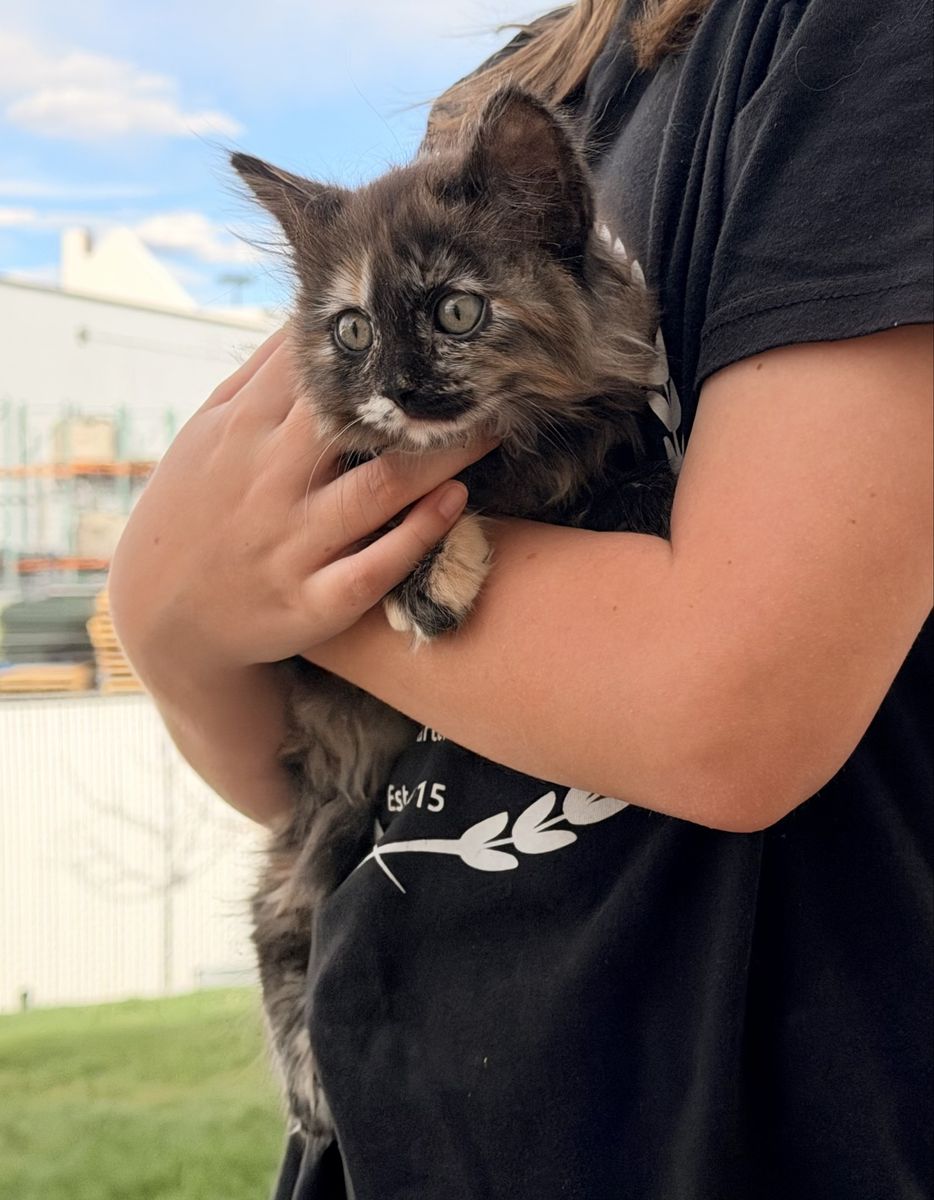 Siberian Forest  Kitten