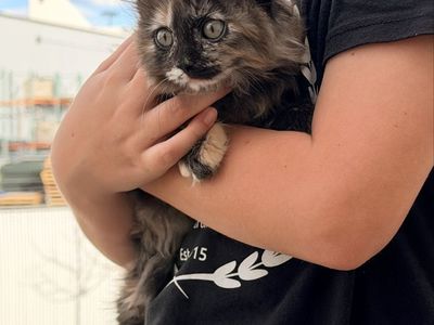 Siberian Forest Kitten