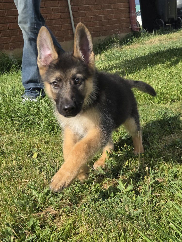 Adorable German Shepherd Puppy for Sale - Loyal Companion
