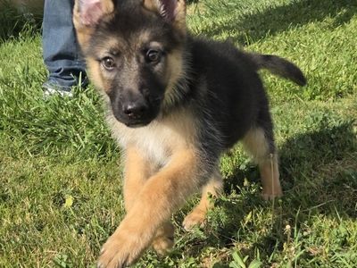 Adorable German Shepherd Puppy for Sale - Loyal Companion