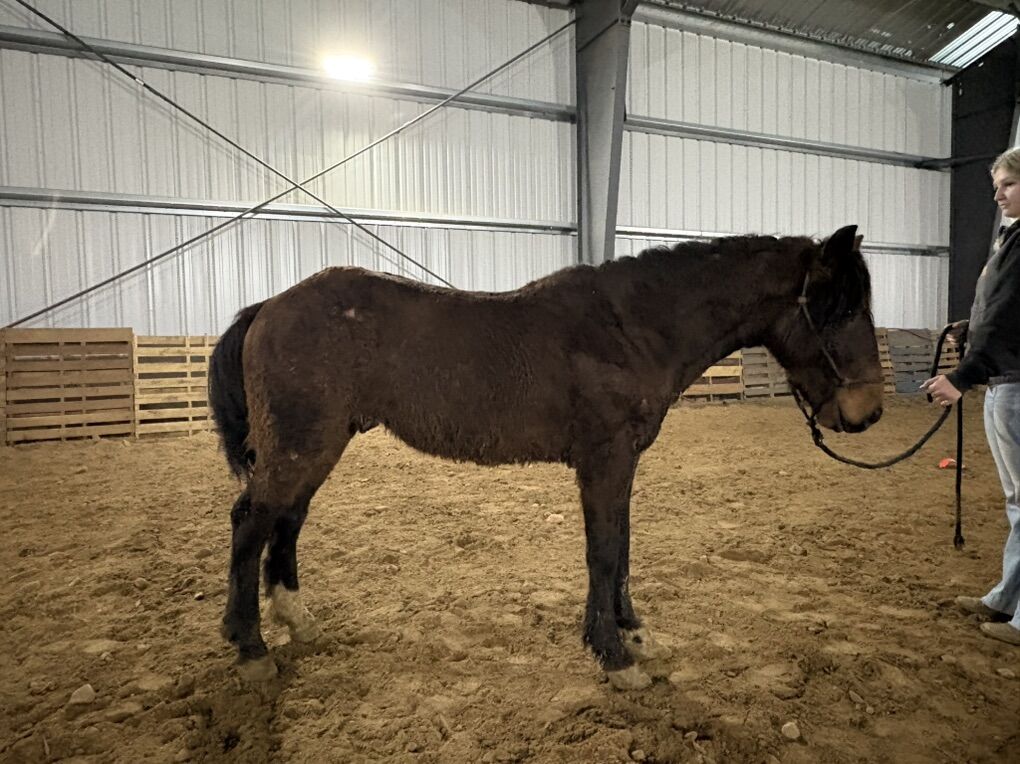 2-Year-Old Stud Prospect – Tons of Personality