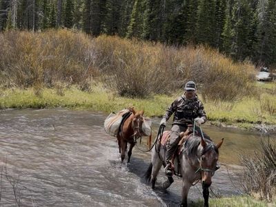 4 yr old Mustang Mare