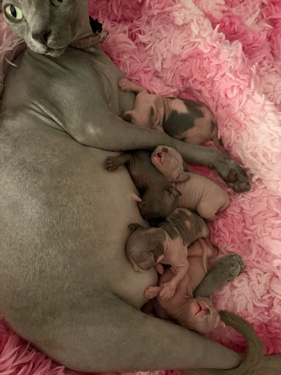 Sphynx kittens 