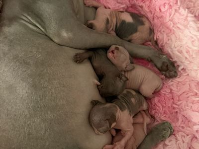 Sphynx kittens