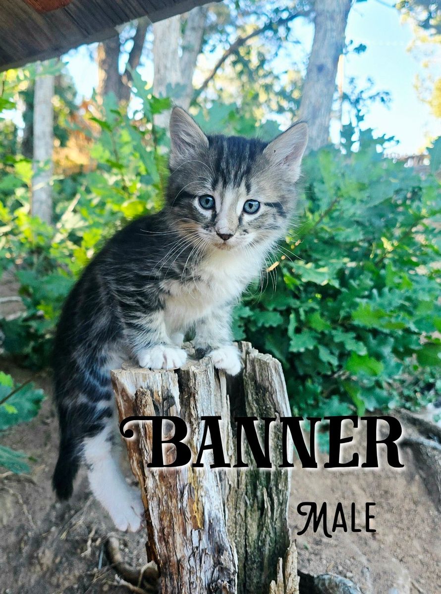 Adorable Kittens Near Cedar City Ut.