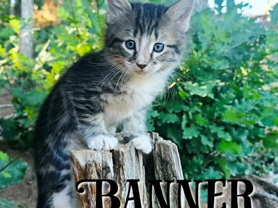 Adorable Kittens Near Cedar City Ut.