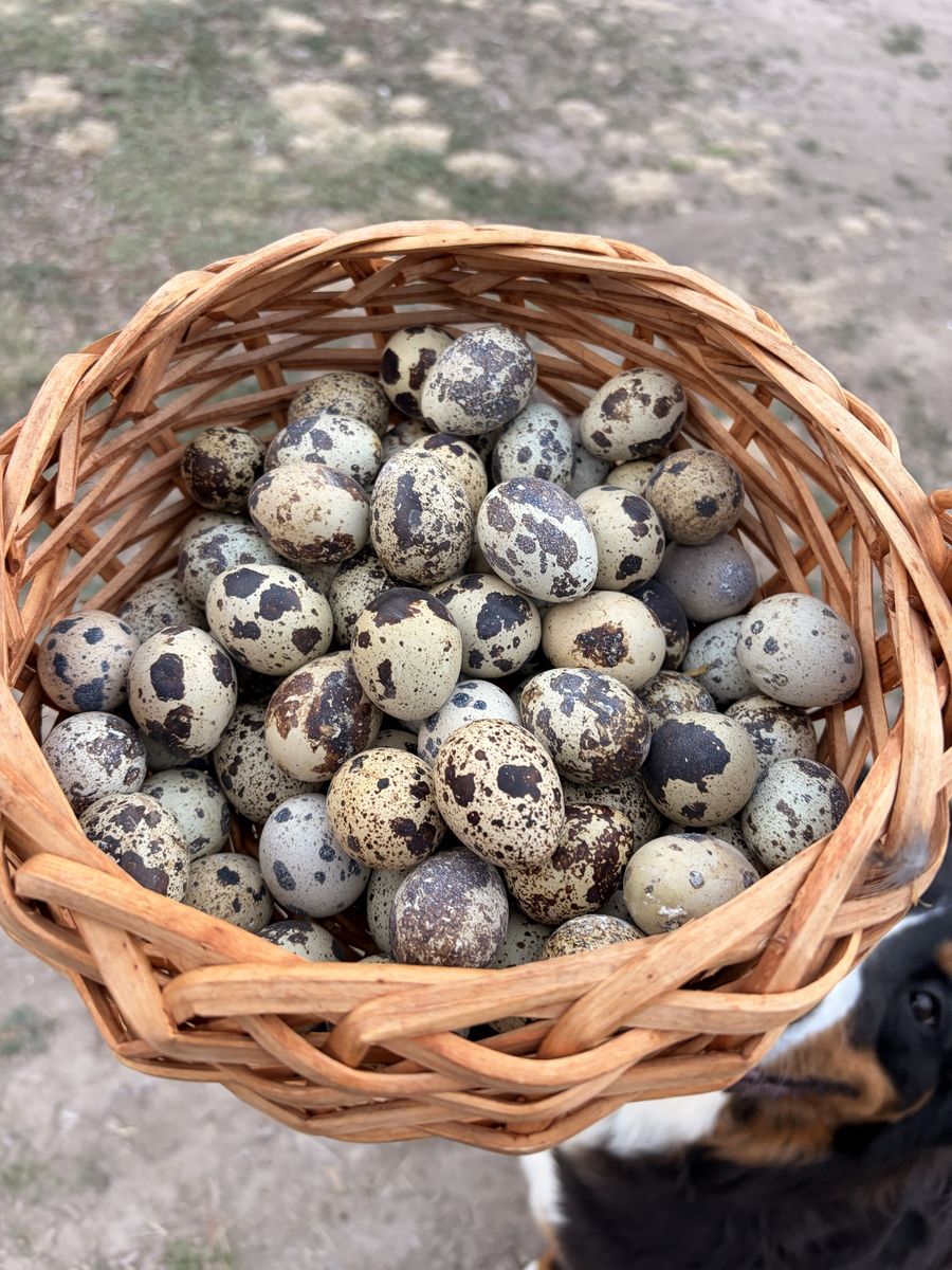 Quail eggs