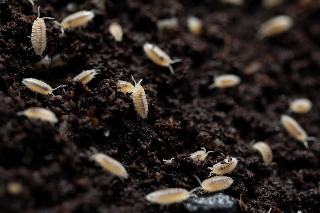 Dwarf White Isopods $5 For 20 Count