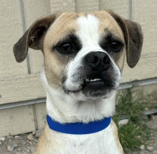 Franklin- Pug or Tiny Boxer?