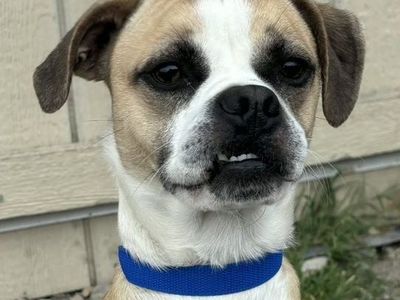 Franklin- Pug or Tiny Boxer?