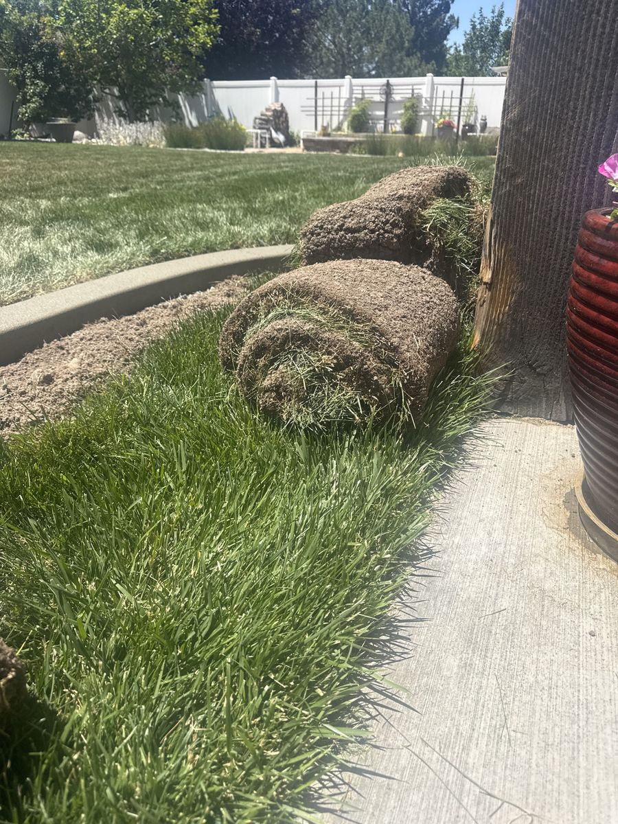PENDING PICKUP Fresh cut sod - free