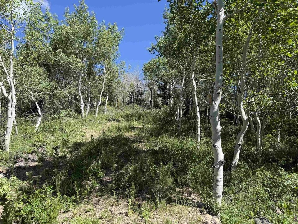Main image 6