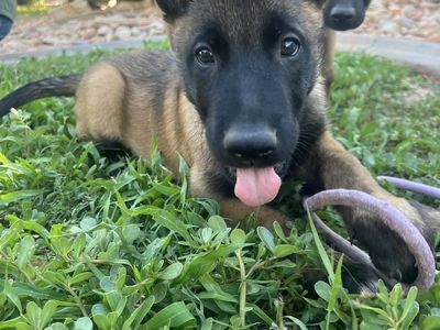 1 Belgium Malinois Puppy 2 month old.