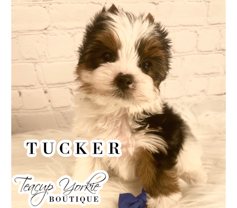 Teacup - rare coloring -  AKC Yorkshire Terrier Puppy (yorkie puppies)