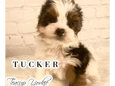 Teacup - rare coloring - AKC Yorkshire Terrier Puppy (yorkie puppies)