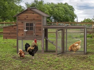 Chicken Coop / Small Animal Hutch — Brand New