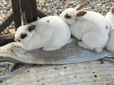 Free Bunnies