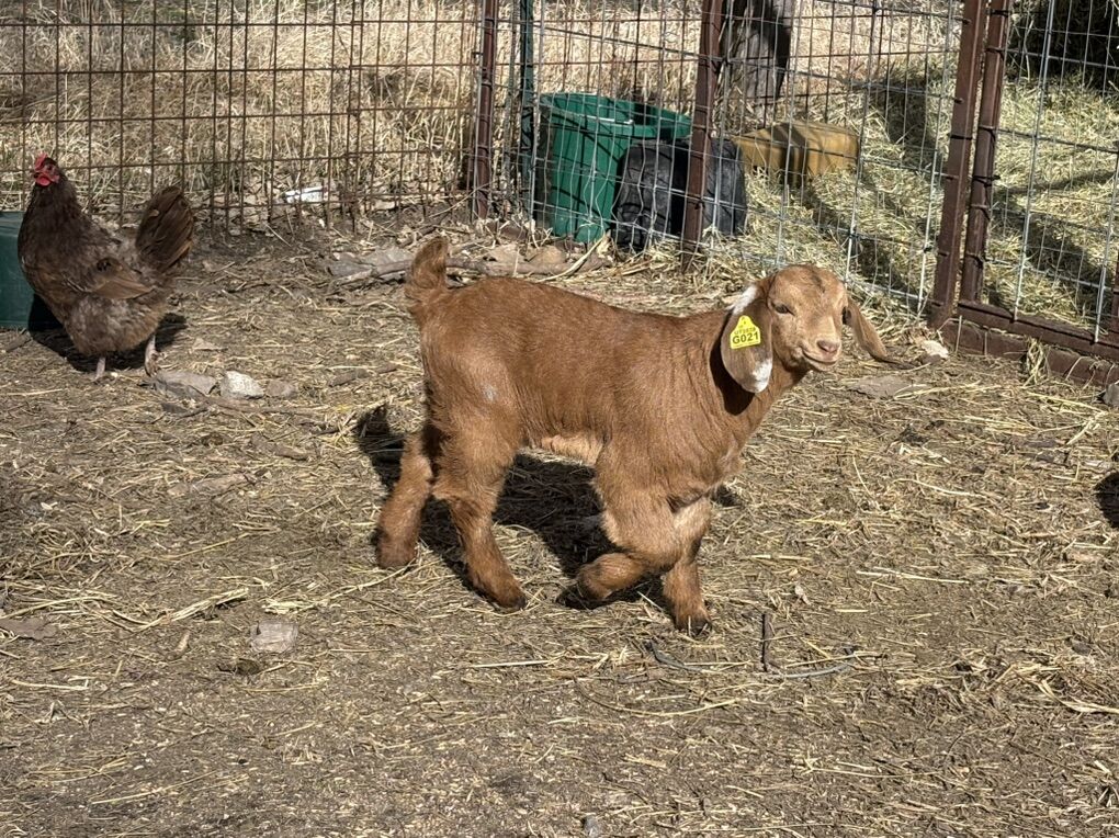 Boer Doeling