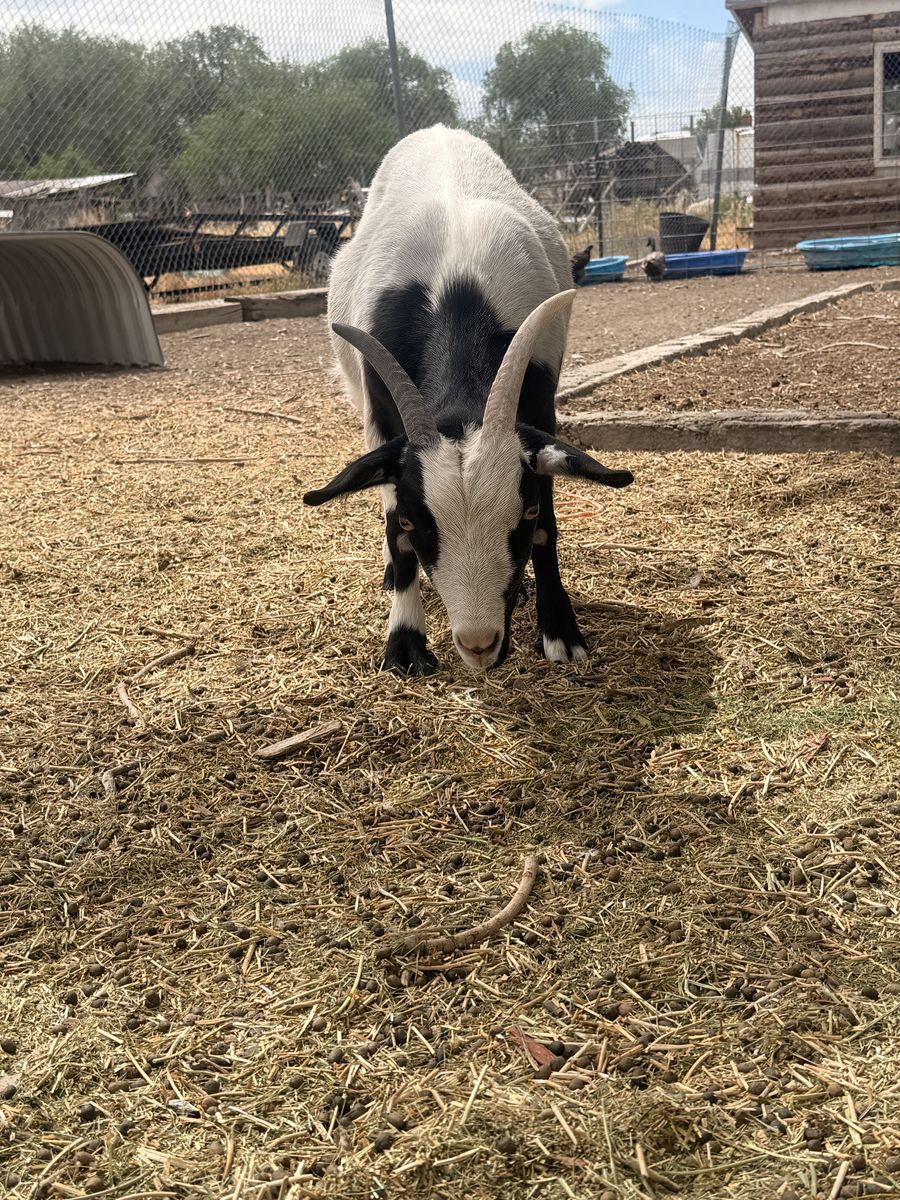 Free fixed male goats
