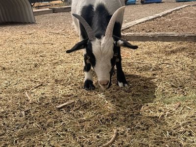 Free fixed male goats