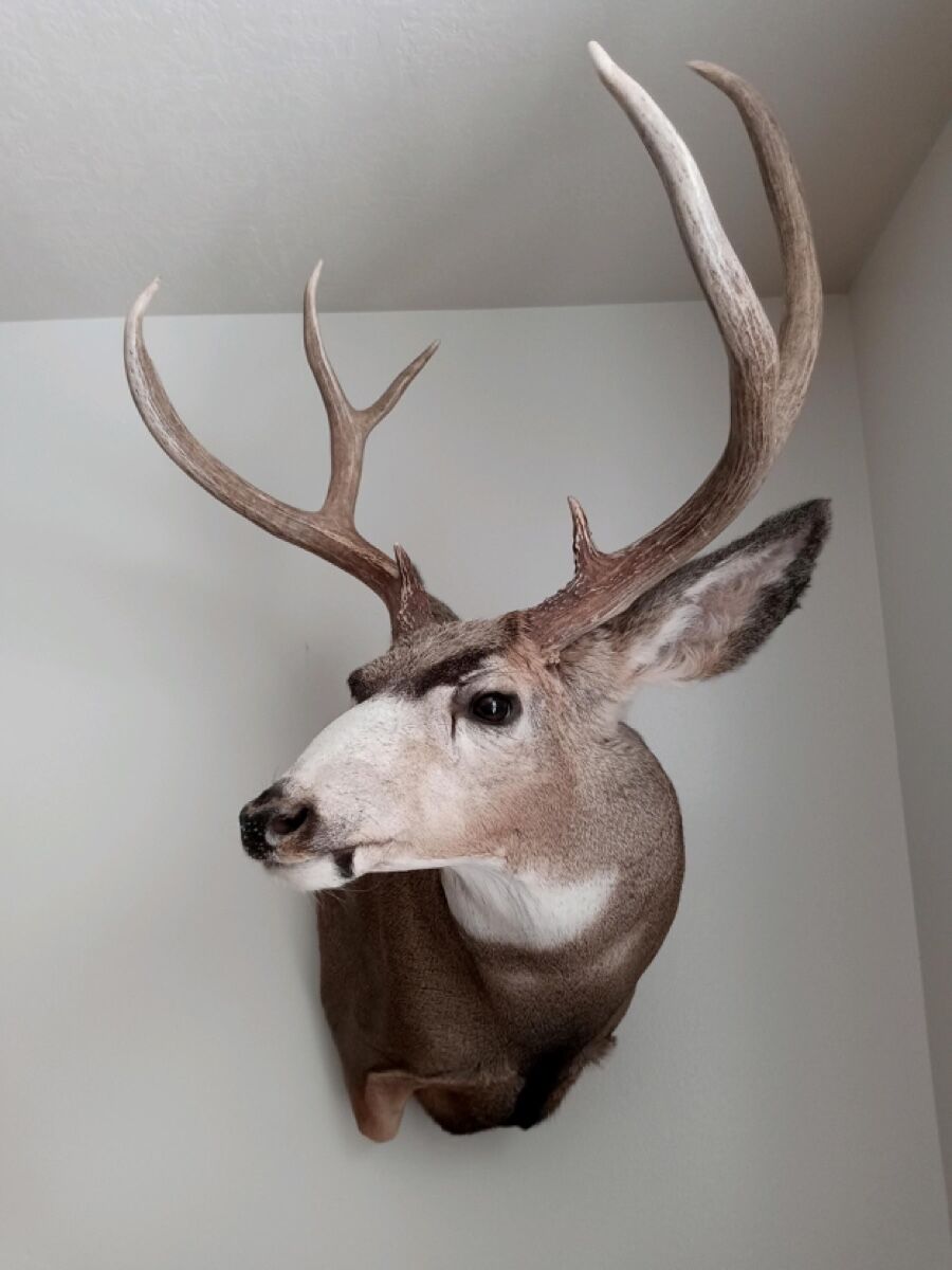 Deer Mount