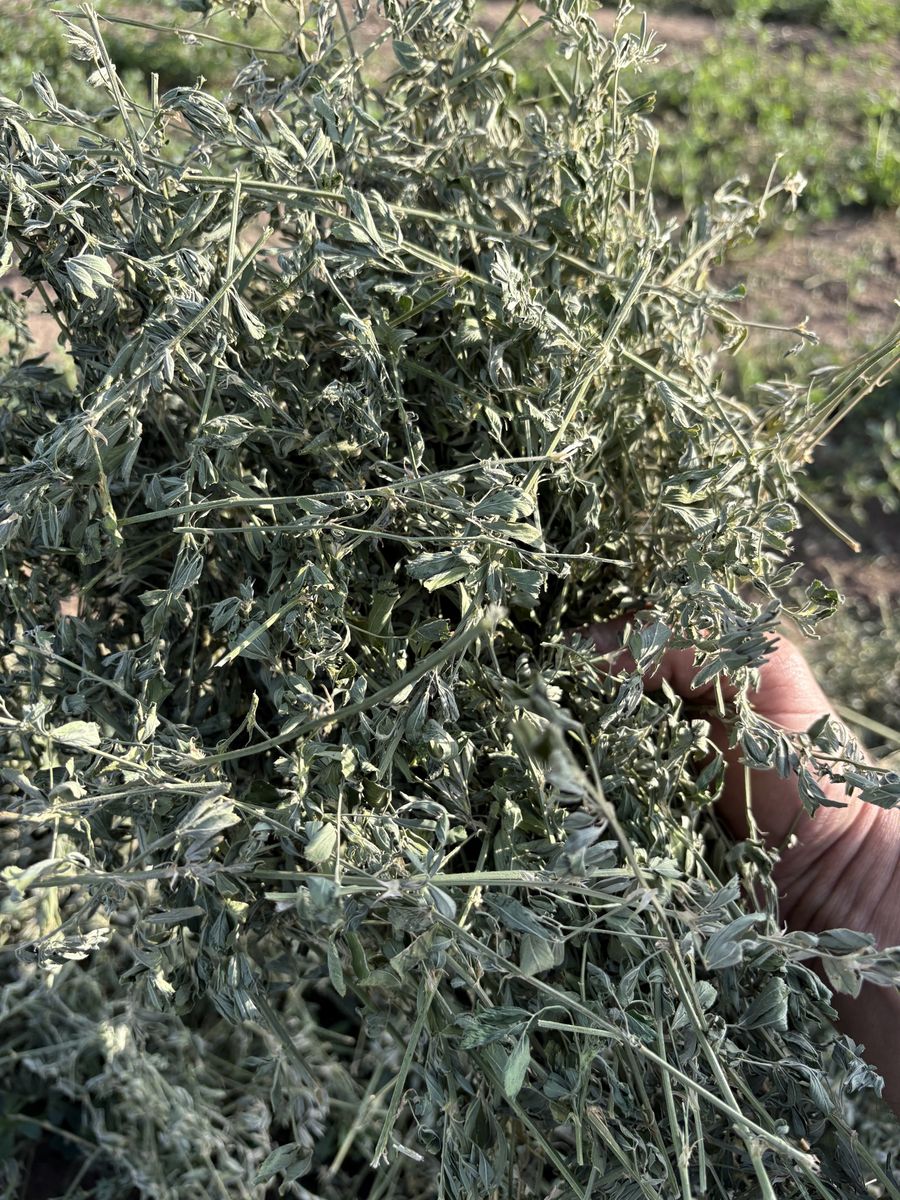 Premium Fresh-Cut Alfalfa Hay for Livestock Feed - weed free