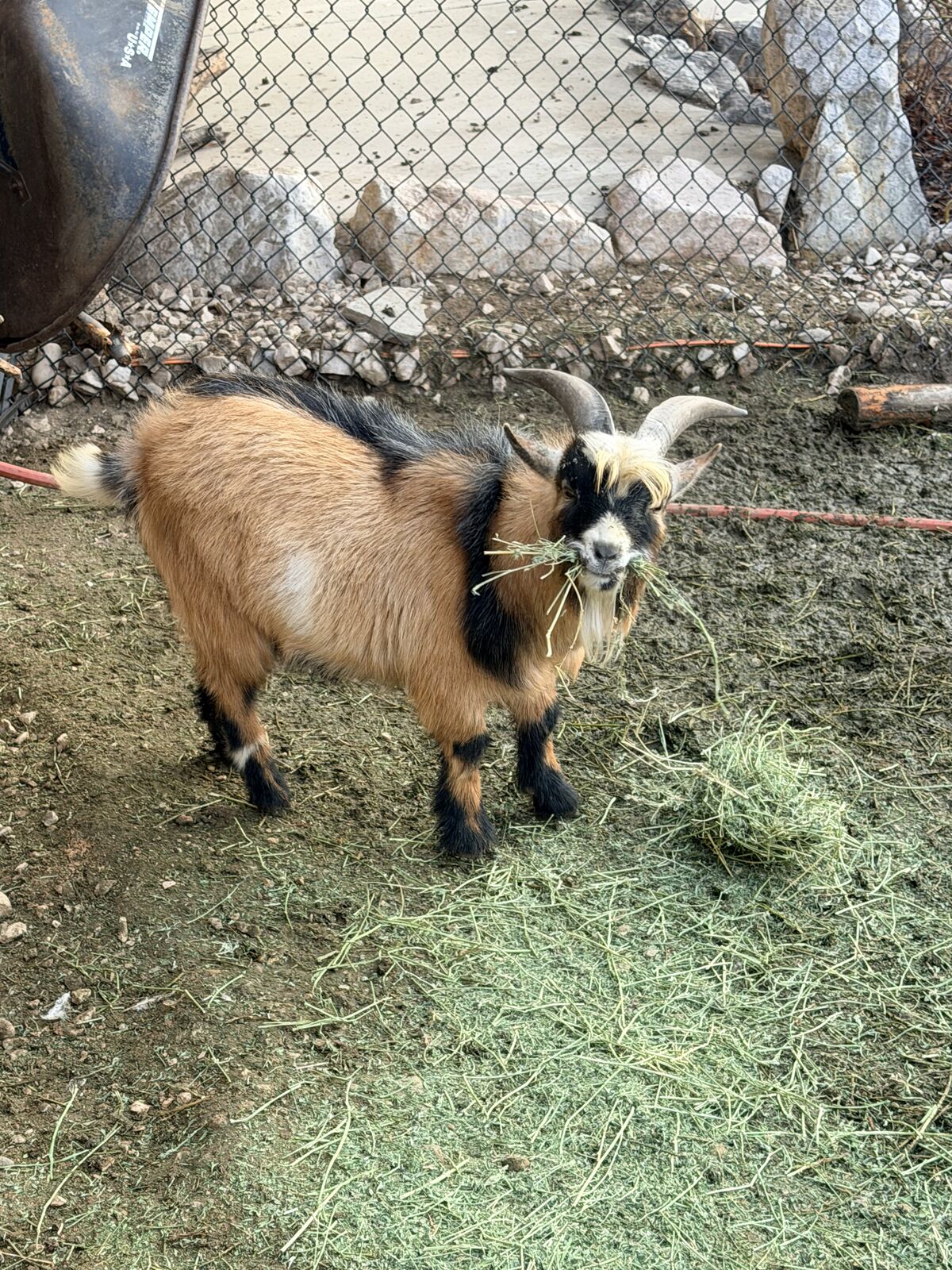 Nigerian Dwarf Buck goat for rent