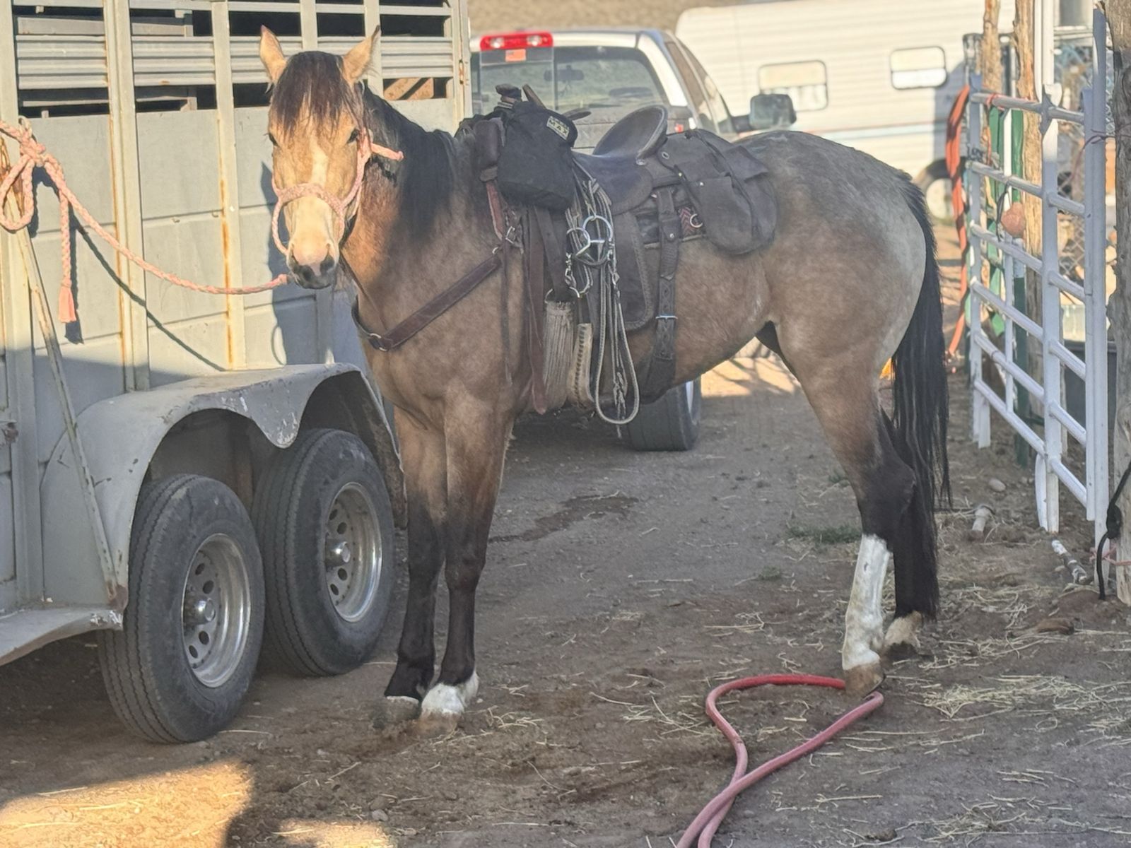 3 yr old registered mare
