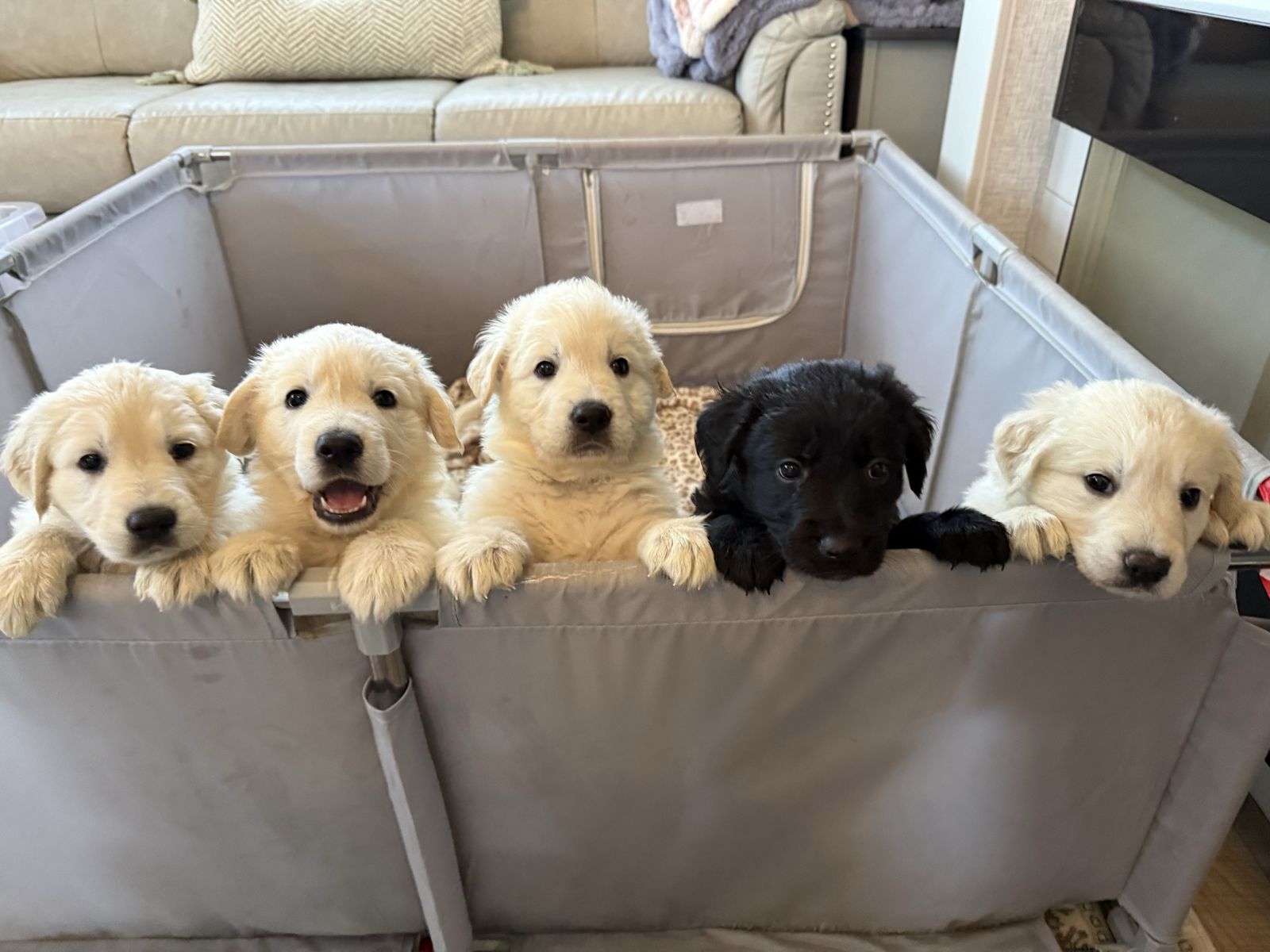 Golden Retriever × Shiloh Shepherd Puppies