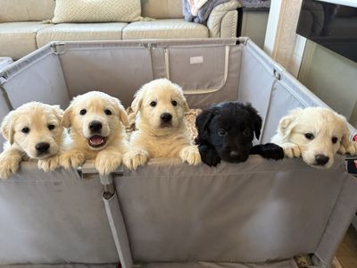 Golden Retriever × Shiloh Shepherd Puppies