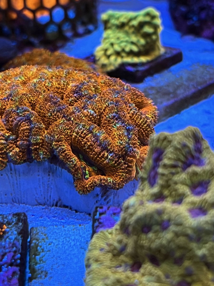 Rainbow acan