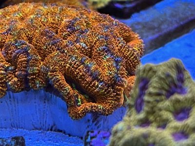 Rainbow acan