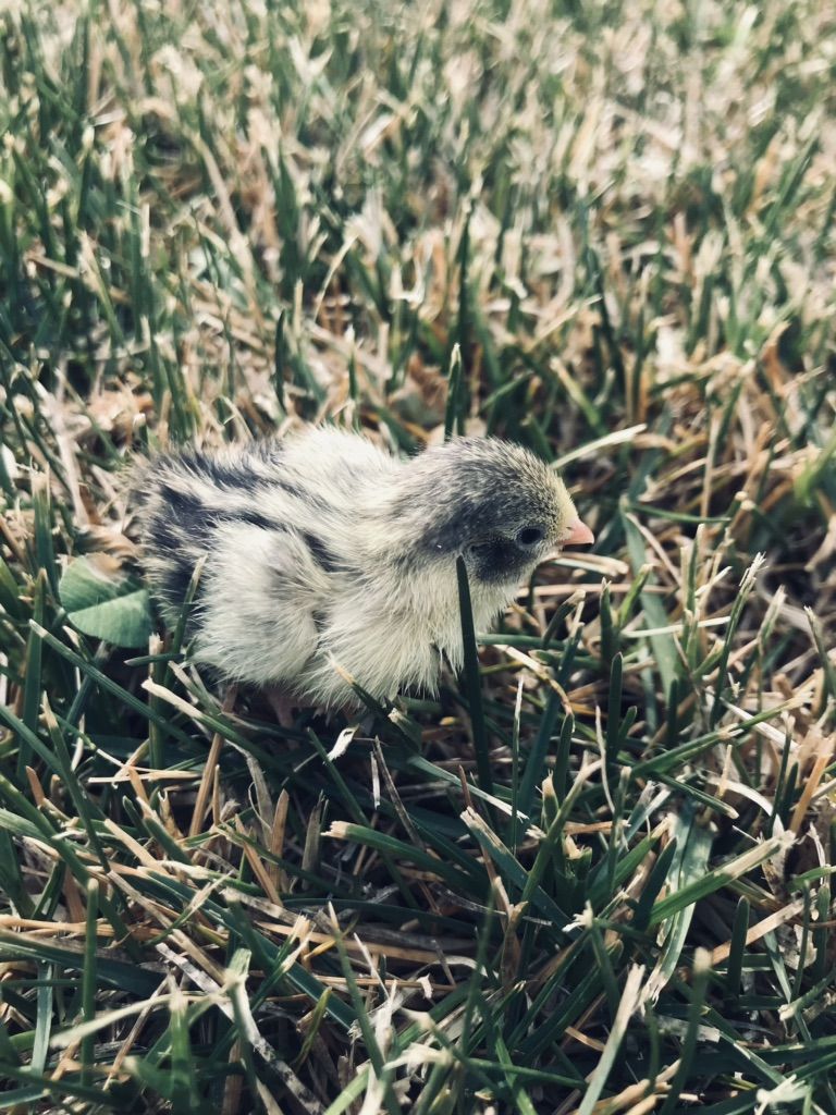 Juvenile Button Quail For Sale