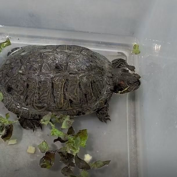 Chell the Red-Eared Slider