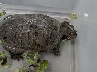 Chell the Red-Eared Slider