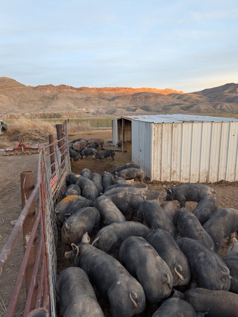 Premium Berkshire Pork