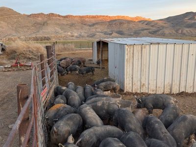 Premium Berkshire Pork