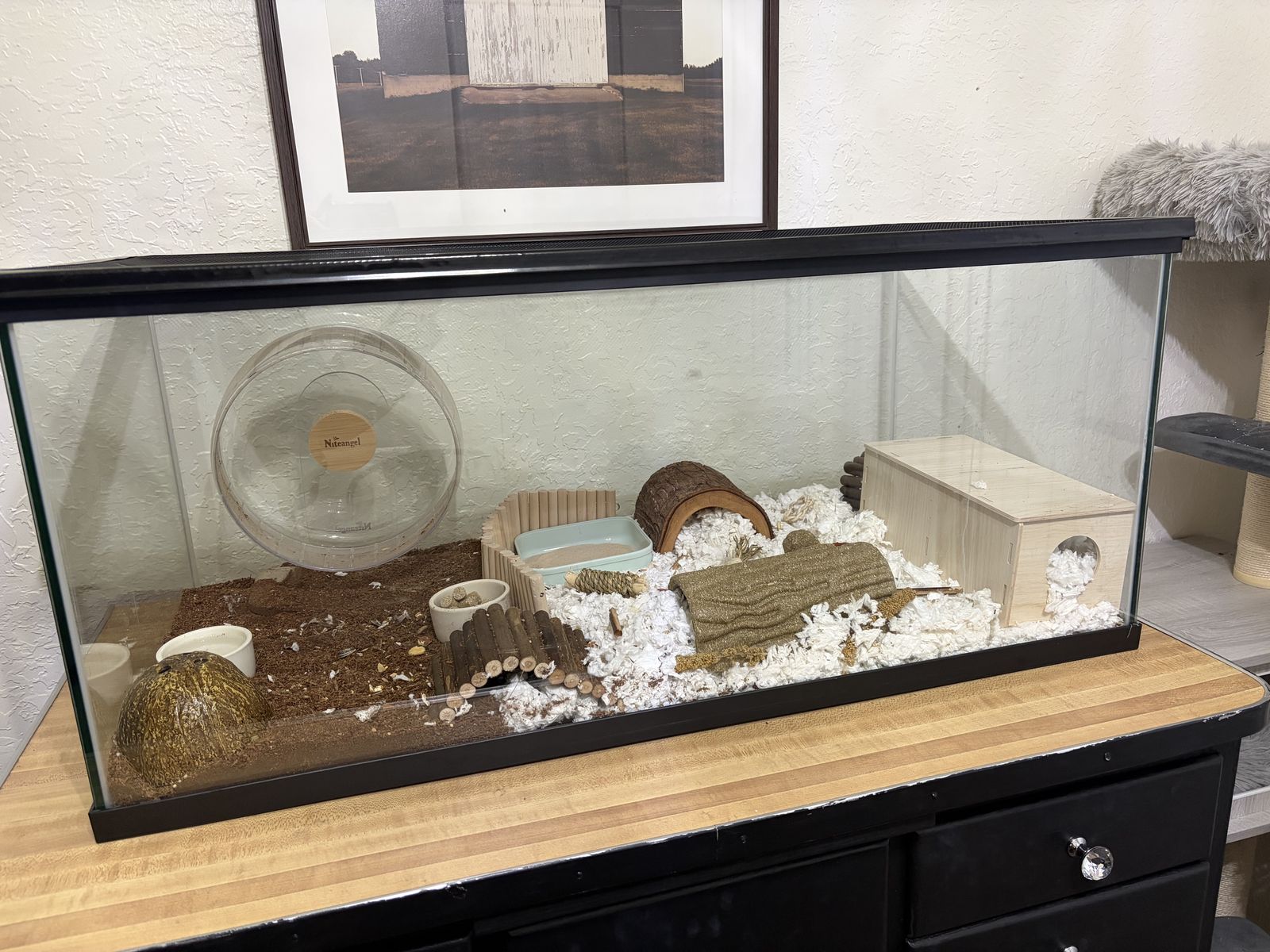 Hamster & Complete Setup