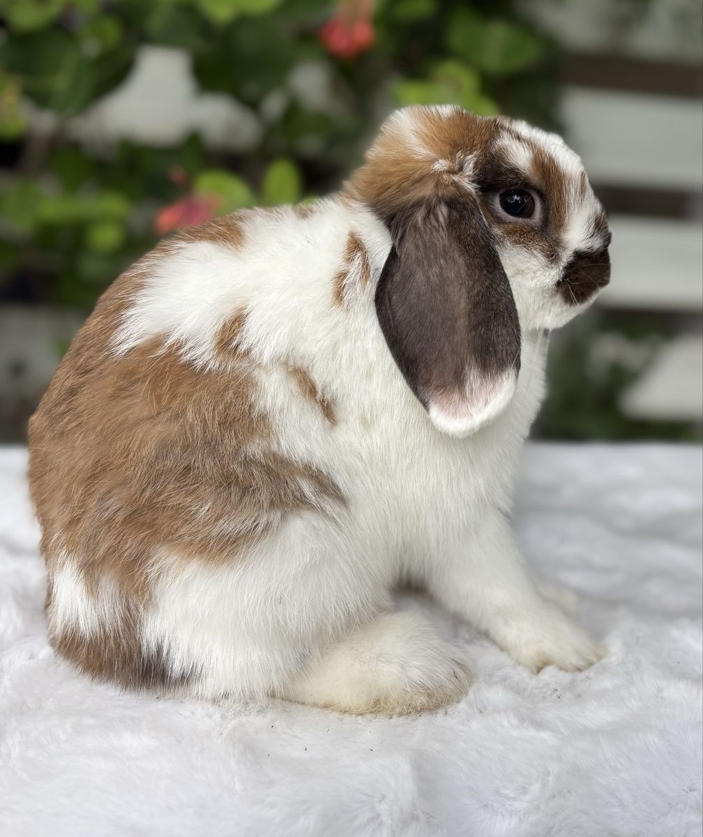 Looking for holland lop stud for my doe ISO