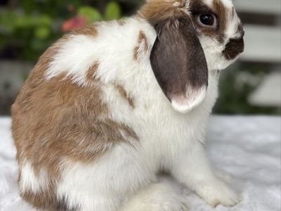 Looking for holland lop stud for my doe ISO