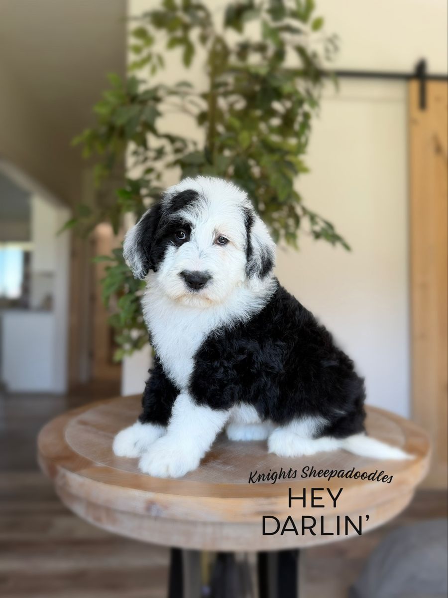 F1 Standard Sheepadoodle Females