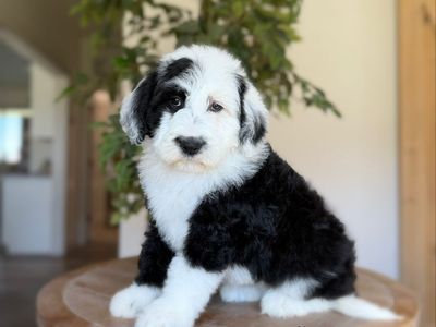 F1 Standard Sheepadoodle Females