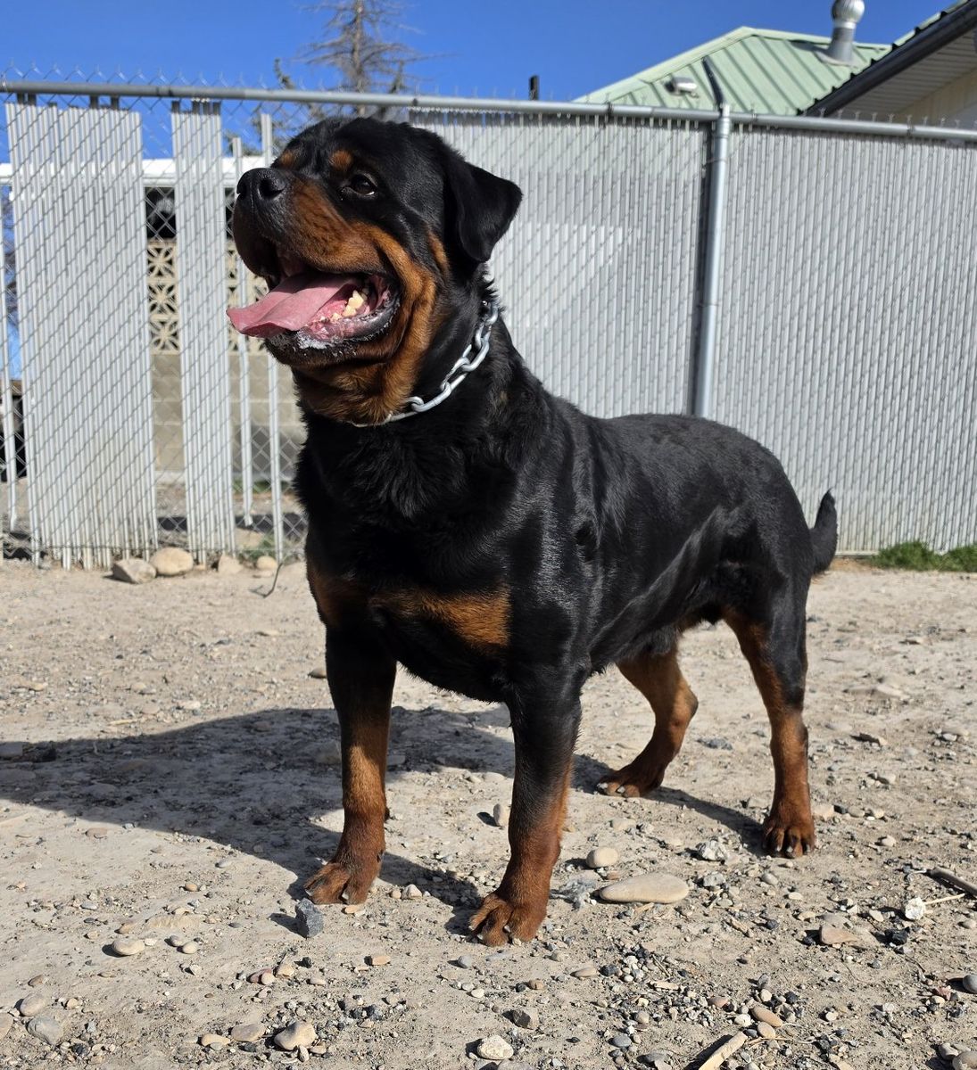 #1 Rated AKC German Rottweiler Puppies
