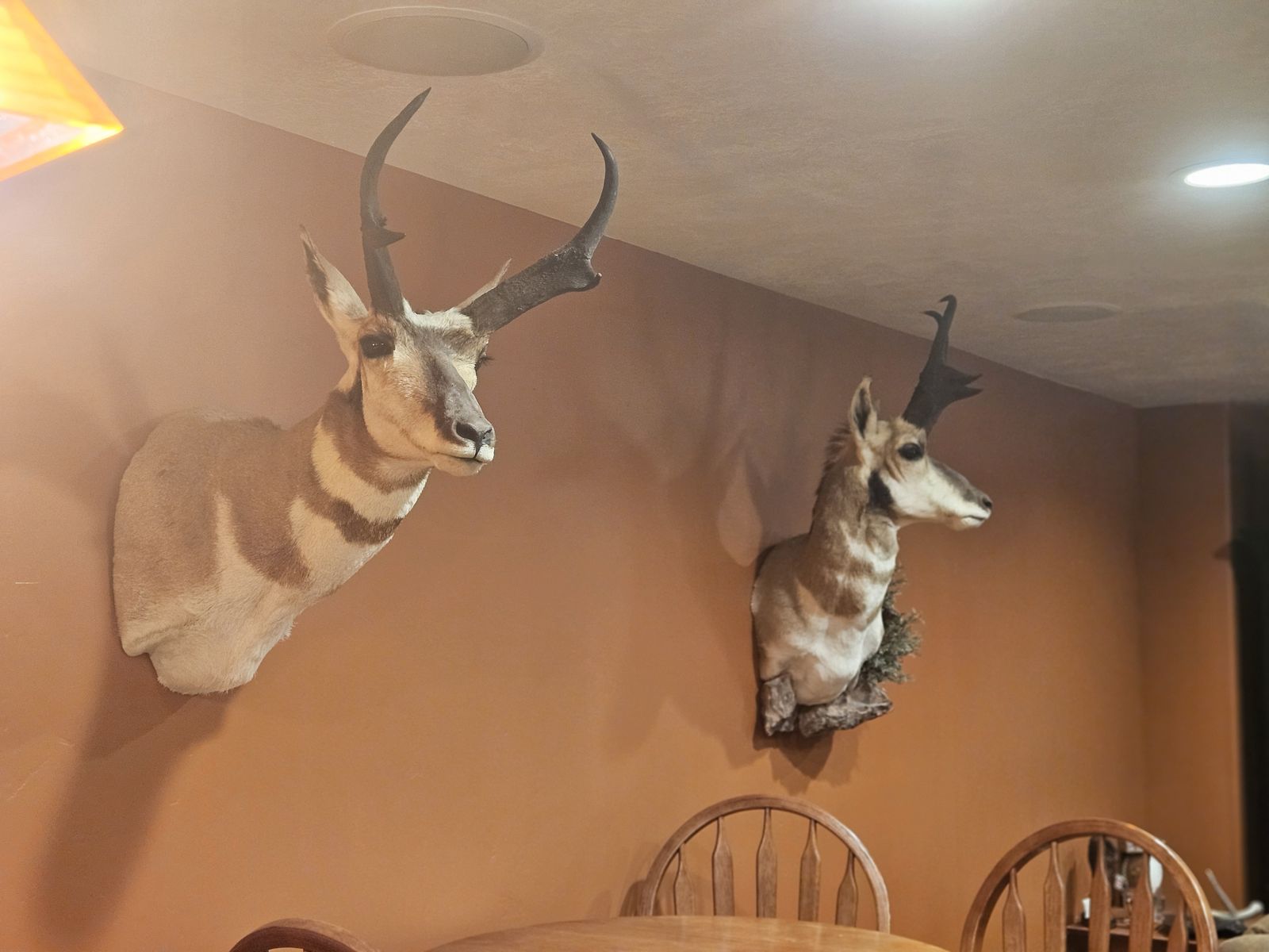 Taxidermy Mounted Antelopes