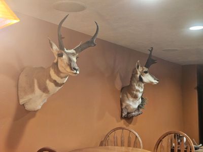 Taxidermy Mounted Antelopes