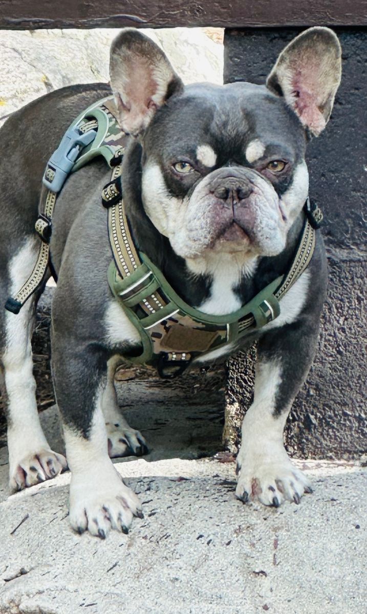 AKC French Bulldog Stud only