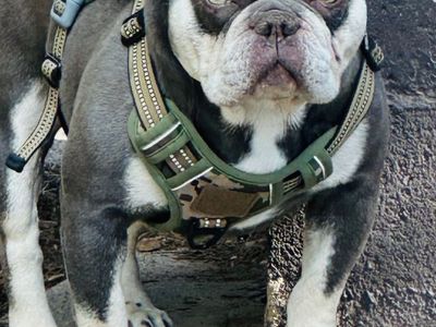 AKC French Bulldog Stud only